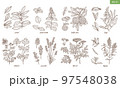 Set of Spice Herbs in Hand Drawn Style 97548038