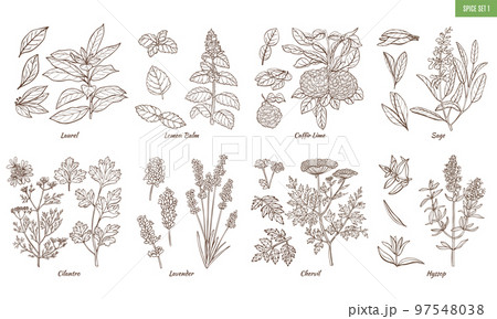 Set of Spice Herbs in Hand Drawn Style Set of Spice Herbs in Hand Drawn Style 97548038