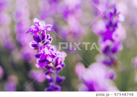 Lavender flower background with beautiful purple colors and boke 97548748