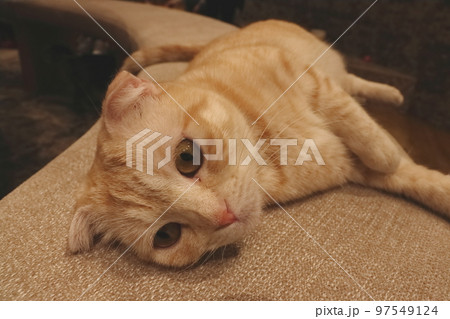 スコティッシュホールドという種類の猫 97549124