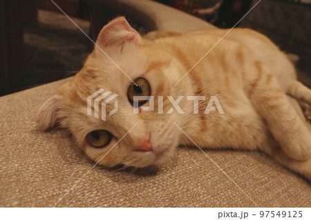 スコティッシュホールドという種類の猫 97549125