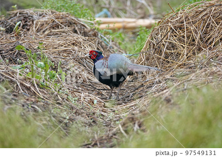 野生のキジ。 97549131