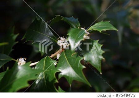 ヒイラギの花 97549475