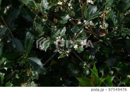 ヒイラギの花 97549476