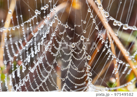 水滴の付いた美しい蜘蛛の巣 97549582