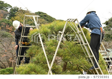 クロマツの剪定(もみあげ クロマツの剪定(もみあげ 97550301
