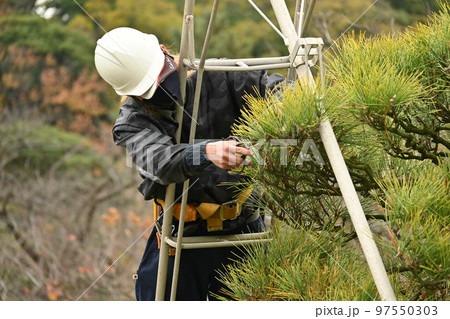 クロマツの剪定(もみあげ クロマツの剪定(もみあげ 97550303