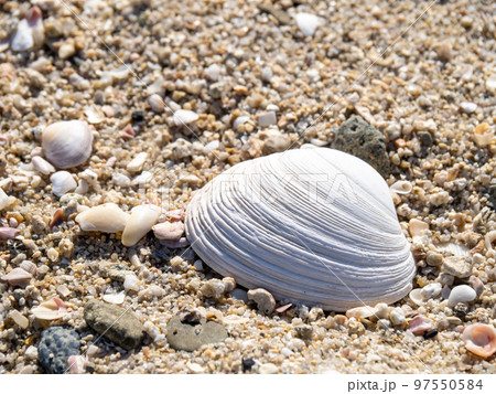 砂浜の貝殻。 砂浜の貝殻。 97550584