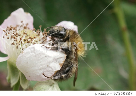 Closeup on a brown banded carder bee, Bombus pascuorum, feeding on a brambleberry flower Closeup on a brown banded carder bee, Bombus pascuorum, feeding on a brambleberry flower 97550837