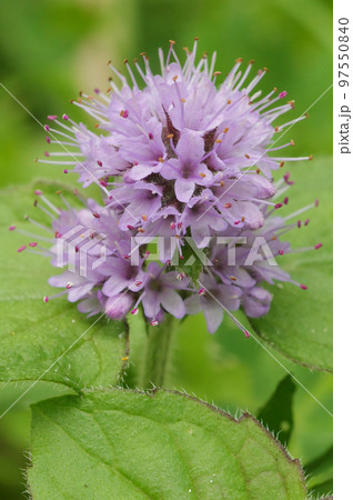 Closeup on the light purple flower of the water mint, Mentha aquatica 97550840