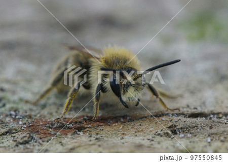 Frontal closeup on a hairy male Catsear mining bee, Andrena humilis, with it's white clypeus Frontal closeup on a hairy male Catsear mining bee, Andrena humilis, with it's white clypeus 97550845