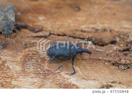 Closeup on an overwintering small black Canada thistle bud weevil , Larinus planus 97550848