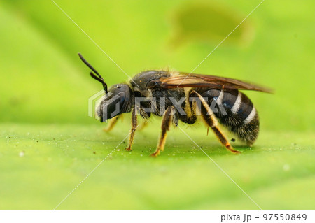 Closeup on a female furrow White-banded Sweat Bee, Lasioglossum zonulum sitting on a green leaf 97550849