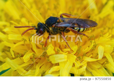 Closeup on a female cleptoparasite Variable nomad bee, Nomada zonata in a yellow dandelion flower, Taraxacum officinale Closeup on a female cleptoparasite Variable nomad bee, Nomada zonata in a yellow dandelion flower, Taraxacum officinale 97550850