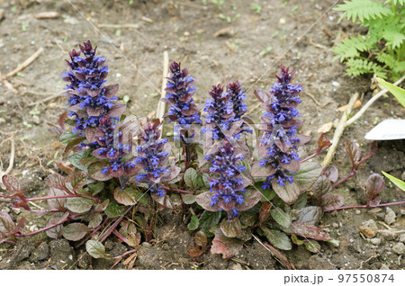 Closeup on the bright blue and early flowering common bugle, Ajuga reptans 97550874