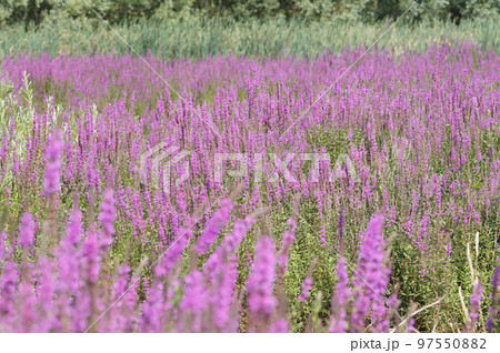 Natural landscape with an overwhelming aggregation of bolossoming Purple loosestrife , Lythrum salicaria 97550882
