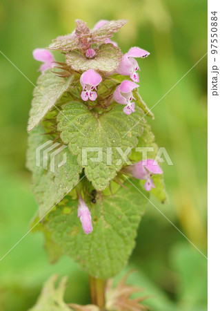 Closeup of the annual herbaceous red or purple dead-nettle, Lamium purpureum 97550884