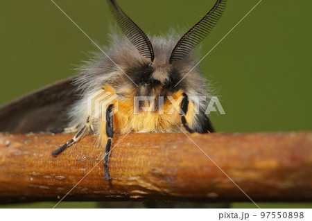Frontal closeup on the Ruby Tiger Moth, Phragmatobia fuliginosa, sitting on a twig Frontal closeup on the Ruby Tiger Moth, Phragmatobia fuliginosa, sitting on a twig 97550898