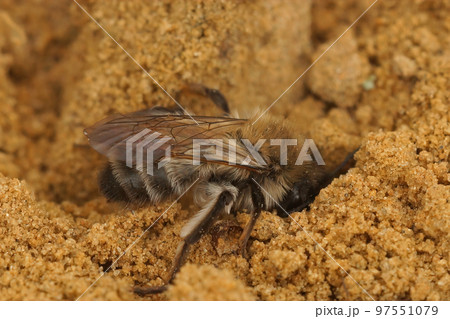 Closeup on a female of the endangered nycthemeral minder bee, Andrena nycthemera , digging a nest Closeup on a female of the endangered nycthemeral minder bee, Andrena nycthemera , digging a nest 97551079