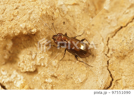 Closeup on a smal metallic micro ground beetle, Notiophilus substriatus, on the ground Closeup on a smal metallic micro ground beetle, Notiophilus substriatus, on the ground 97551090