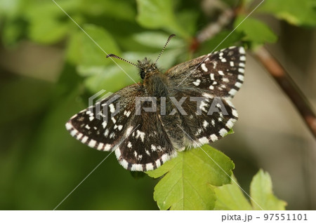 Closeup on a Pyrgus malvae, the grizzled skipper with spread wings Closeup on a Pyrgus malvae, the grizzled skipper with spread wings 97551101