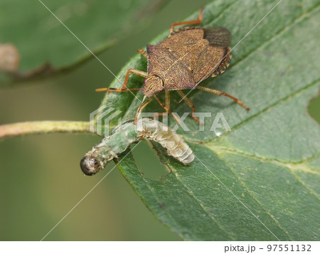 Closeup on the brown Dock leaf bug, Arma custos eating a caterpillar 97551132