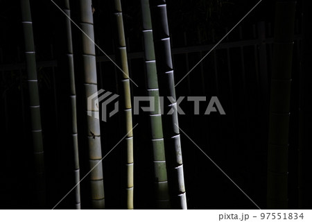 竹のライトアップ 97551834