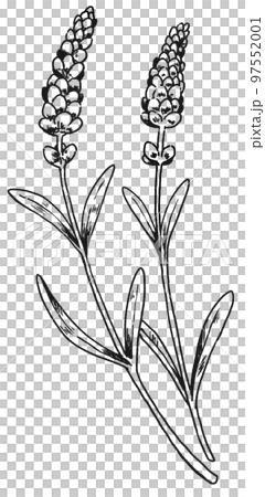 薰衣草手繪插畫 薰衣草手繪插畫 97552001