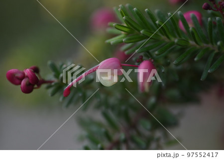 グレビレア・ラニゲラの花 97552417