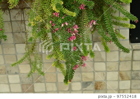 グレビレア・ラニゲラの花 97552418