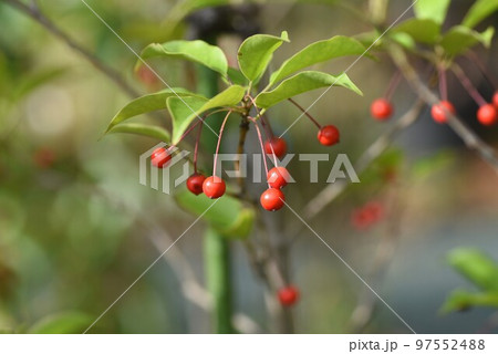 ソヨゴの実 97552488