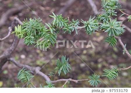 キャラボク（伽羅木） 97553170