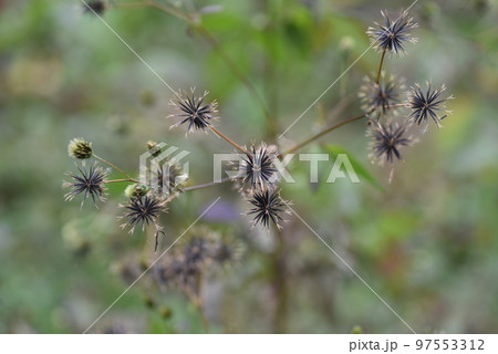 コセンダングサの瘦果 97553312