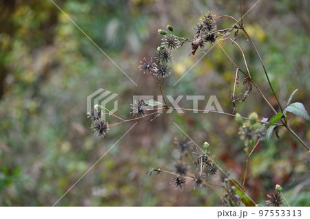 コセンダングサの瘦果 97553313