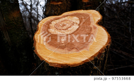 Cutting a felled tree into loess. Sanitary deforestation. Timber harvesting for home heating Cutting a felled tree into loess. Sanitary deforestation. Timber harvesting for home heating 97553668