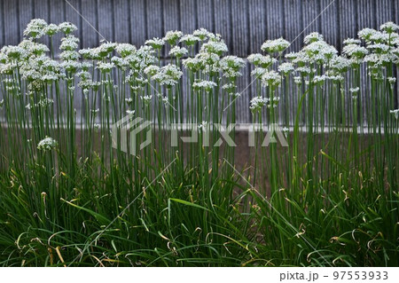 韮の花とタネ 韮の花とタネ 97553933