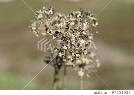 韮の花とタネ 韮の花とタネ 97553939
