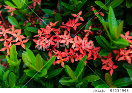 Rubiaceae flower with green leaves background 97554948
