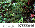 北海道の小さな森の地面 様々なミニ植物 2 97555046