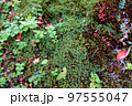 北海道の小さな森の地面 様々なミニ植物 1 97555047