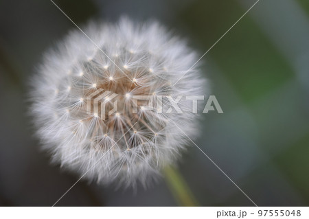 タンポポ 0001 タンポポ 0001 97555048