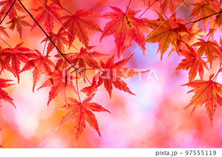 紅葉・秋イメージ 97555119