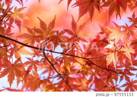 紅葉・秋イメージ 97555133
