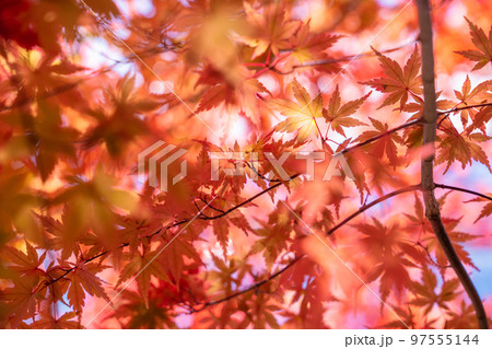 紅葉・秋イメージ 97555144