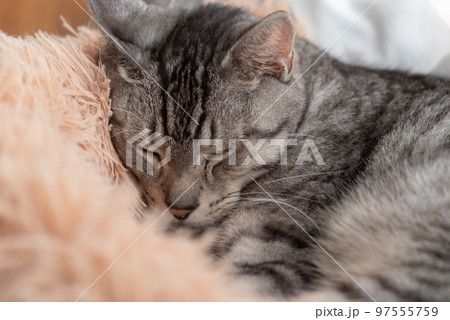 眠る猫 サバトラ猫 眠る猫 サバトラ猫 97555759