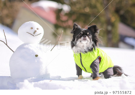雪だるまの横でおすわりをする、ダウンを着たブラックタンのロングコートチワワ 雪だるまの横でおすわりをする、ダウンを着たブラックタンのロングコートチワワ 97555872