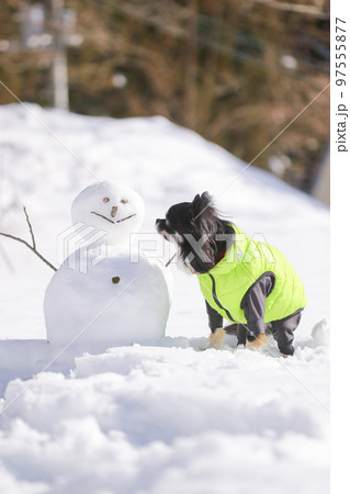 雪だるまの横でおすわりをする、ダウンを着たブラックタンのロングコートチワワ 97555877