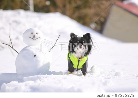 雪だるまの横でおすわりをする、ダウンを着たブラックタンのロングコートチワワ 雪だるまの横でおすわりをする、ダウンを着たブラックタンのロングコートチワワ 97555878