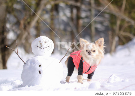 雪だるまの横に立つダウンを着たクリーム色のロングコートチワワ 雪だるまの横に立つダウンを着たクリーム色のロングコートチワワ 97555879