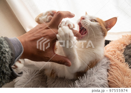 手を噛む猫 茶トラ白 手を噛む猫 茶トラ白 97555974